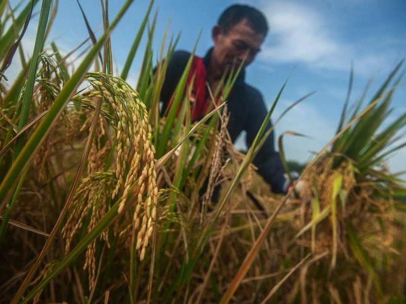 农业资源调控指南:化肥短缺下的系统性生存法则 情感心理