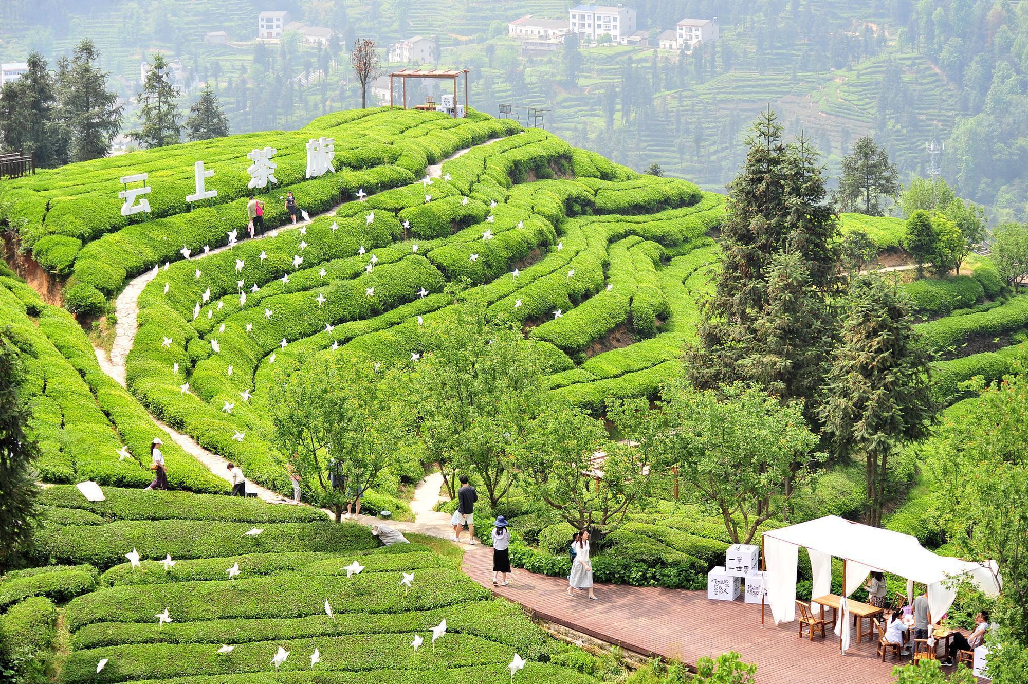  从F1引擎轰鸣到茶山春芽：解码中国服务业扩能提质的技术底座与产业逻辑 新闻