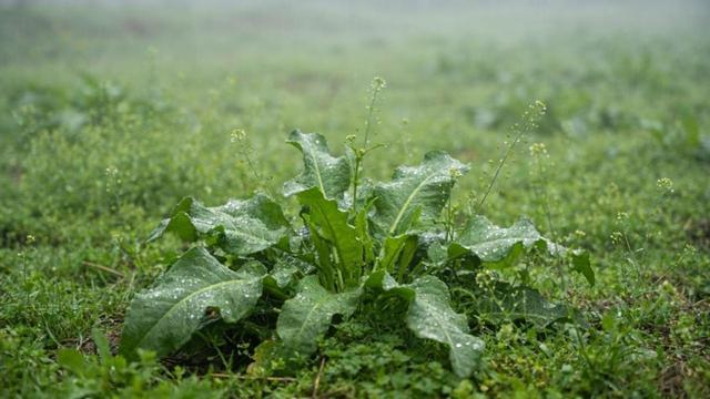  【技术解密】清明节气民俗的深层逻辑：衣物禁忌·物品管理·出行规范·食俗科学· 健康养生
