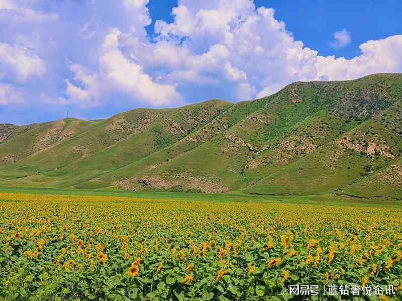  呼和浩特银发游全攻略：4天3晚无购物行程设计与地接社筛选方法论 文化旅游